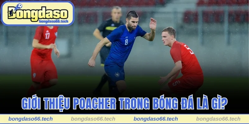 Poacher Trong Bóng Đá Là Gì? Top 4 Cái Tên Nổi Bật Nhất 1 Giới thiệu Poacher trong bóng đá là gì?